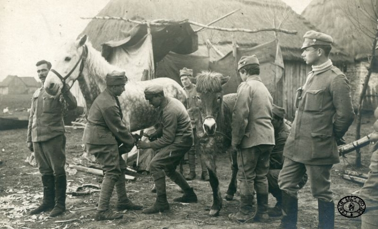 Kuźnia polowa I Brygady Legionów Polskich. Podkuwanie koni taborowych. Mierzwin, pozycje nad Nidą. Wiosna, 1915 r. Źródło: CAW.jpg