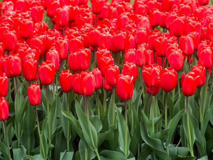 Tulipany. Fot. PAP/G. Michałowski